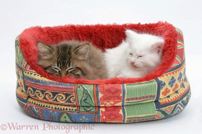 Maine Coon kittens, 8 weeks old, asleep in a cat bed, white background