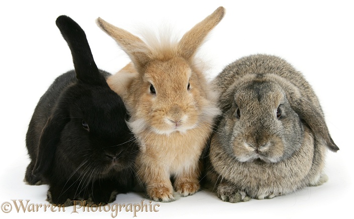 Black windmill-eared rabbit, sandy Lionhead-cross rabbit and agouti Lop rabbit, white background