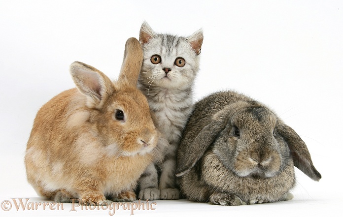 Silver tabby kitten with sandy Lionhead-cross and agouti Lop rabbits, white background