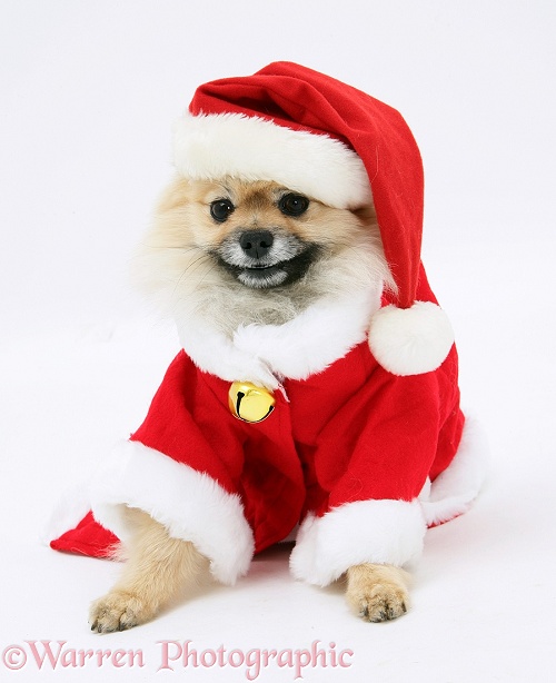Pomeranian dog, Rikki, wearing Father Christmas costume, white background