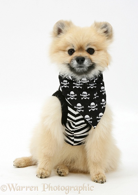 Pomeranian dog, Rikki, wearing pirate costume, white background