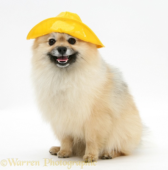 Pomeranian dog, Rikki, wearing a sou-wester hat, white background