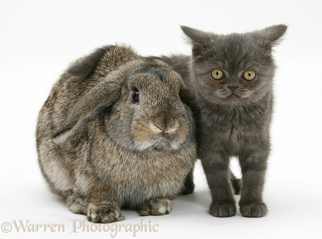 Grey kitten and agouti lop rabbit, white background