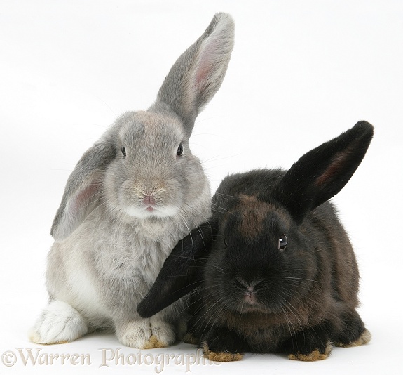 Grey windmill-eared rabbit with black windmill-eared rabbit, white background