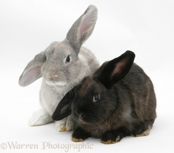 Grey windmill-eared rabbit with black windmill-eared rabbit, white background
