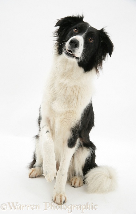 Black-and-white Border Collie Phoebe holding up a paw, white background