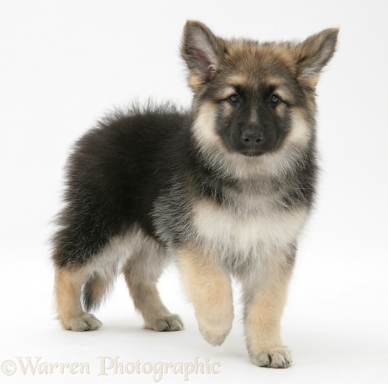 German Shepherd Dog bitch pup, Echo, standing with a paw raised, white background