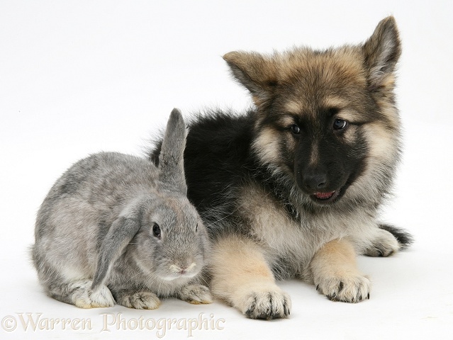 German Shepherd Dog bitch pup, Echo, with grey windmill-eared rabbit, white background
