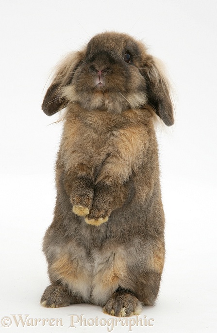 Lionhead rabbit sitting up, white background