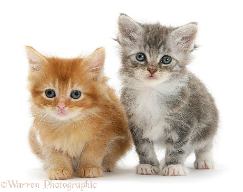 Tabby and ginger kittens, white background