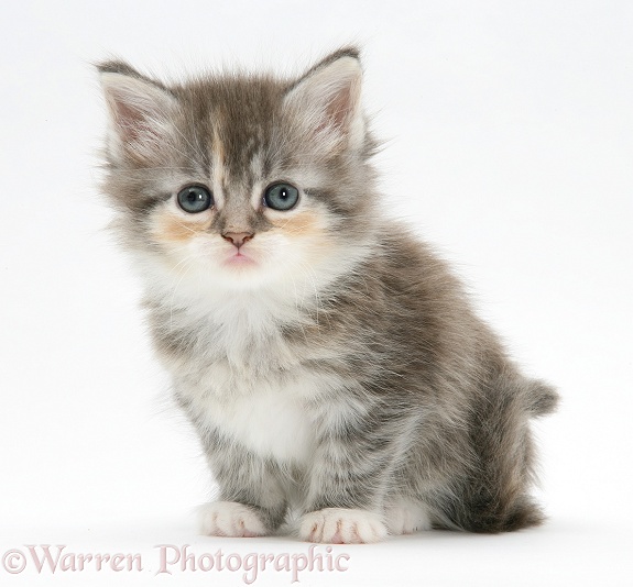 Tabby kitten, white background