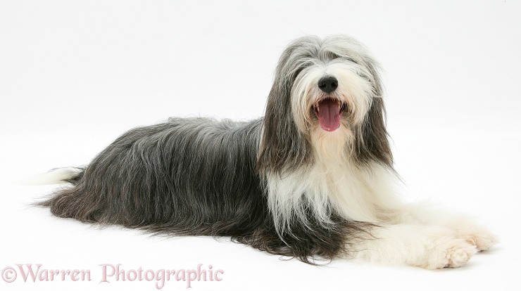 Bearded Collie bitch, Ellie, lying with head up, white background