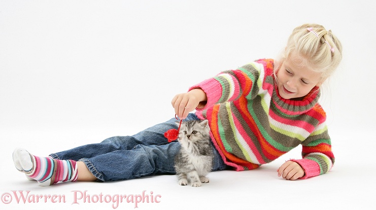 Siena with silver tabby kitten, white background