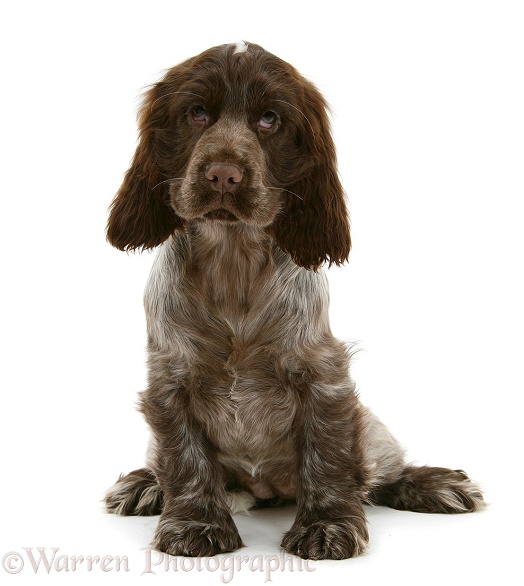 Chocolate roan Cocker Spaniel pup, Topaz, 12 weeks old, white background