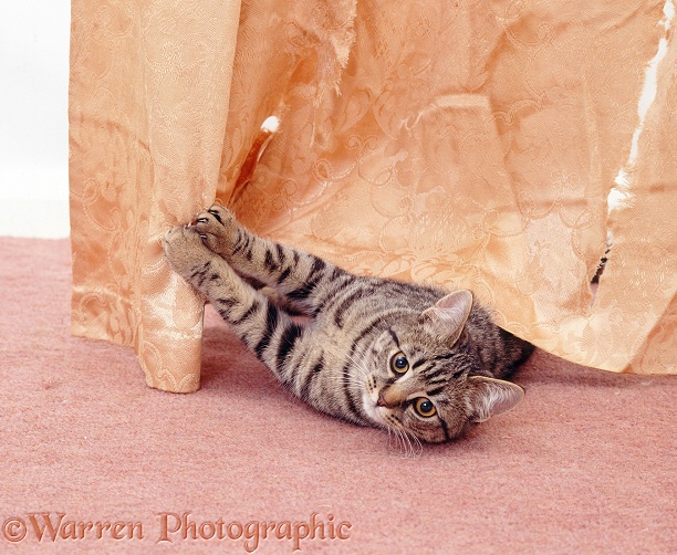 Tabby female cat Popocat scratching and shredding a curtain