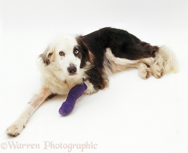 Border Collie Patch, 14 years old, with bandaged fore leg, white background