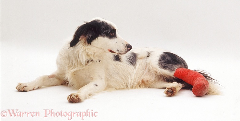 Springer Spaniel x Border Collie dog, Rio, with his leg bandaged, white background