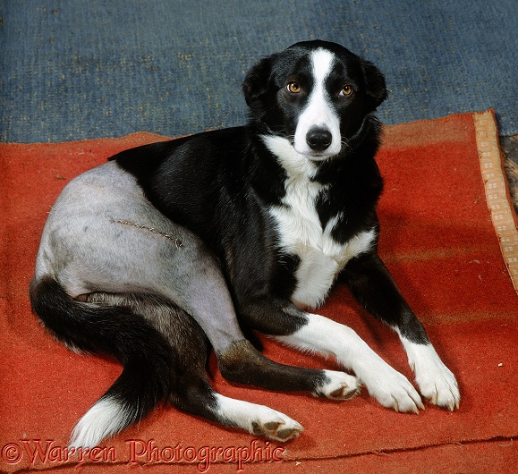 Border Collie Tess, after operation to pin fractured femur