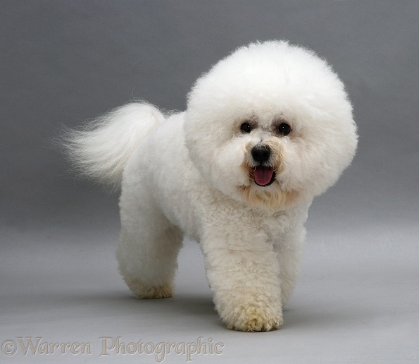 Bichon Frise, trotting forward