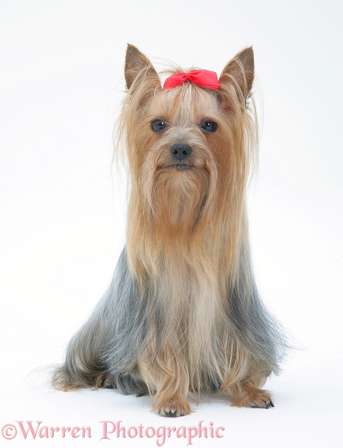 Yorkshire Terrier in show coat and bow in its hair, white background