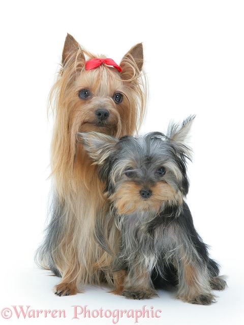 Yorkshire Terrier in show coat with pup, white background