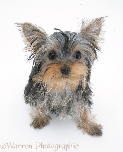 Yorkshire Terrier pup, white background