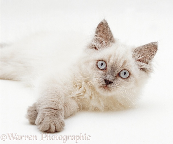 Lilac colourpoint Persian-cross kitten (Cobweb x Mandy), 10 weeks old, white background