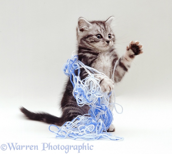 Silver tabby British Shorthair-cross kitten, 9 weeks old, playing with blue wool, white background