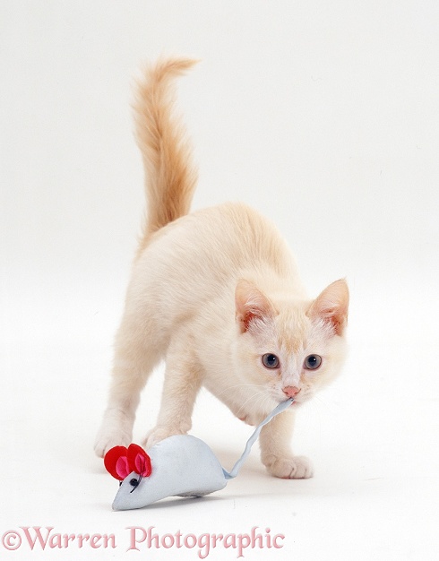 Cream Burmese-cross kitten with blue toy mouse, white background