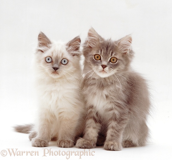 Lilac colourpoint and tabby Persian-cross kittens (Cobweb x Mandy), 10 weeks old, white background