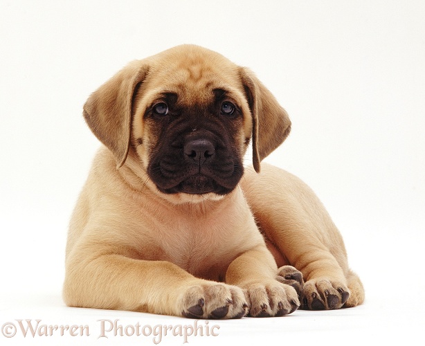 English Mastiff puppy, Abbey, 8 weeks old, lying with head up, white background