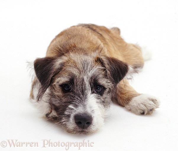 Patterdale x Jack Russell Terrier pup, Jorge, 14 weeks old, lying with chin on the floor, white background