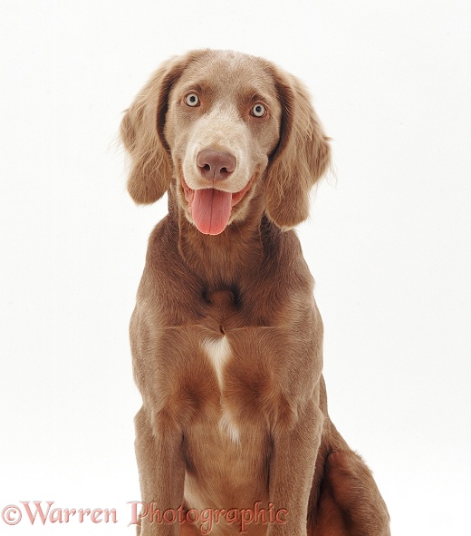 Long-haired Weimaraner dog, Max, 18 weeks old, white background