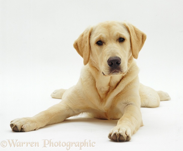 Labrador x Golden Retriever dog pup, Remus, 5 months old, lying with head up, white background