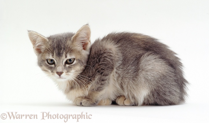 Sick blue tabby kitten in typical crouched attitude from enteritis infection, white background