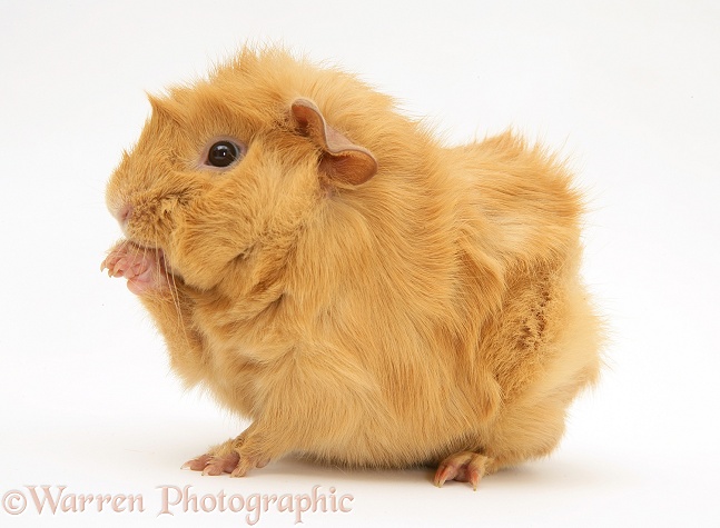 Young red Abyssinian bad-hair-day Guinea pig, washing itself, white background