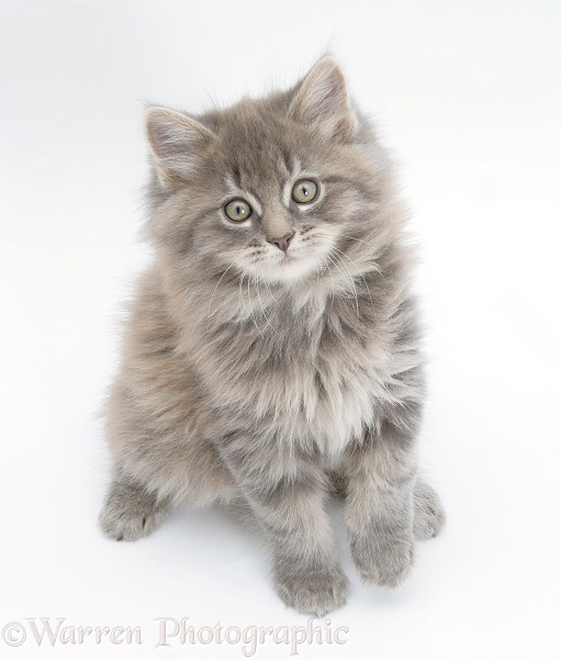 Maine Coon kitten, 8 weeks old, white background