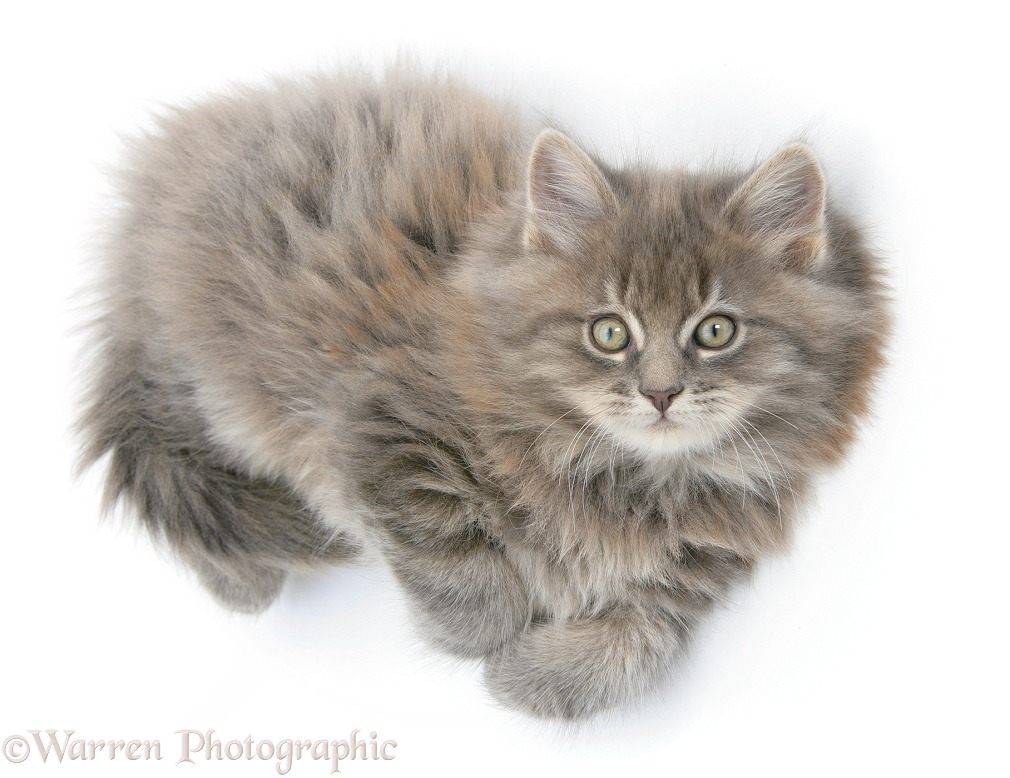 Maine Coon kitten, 8 weeks old, white background