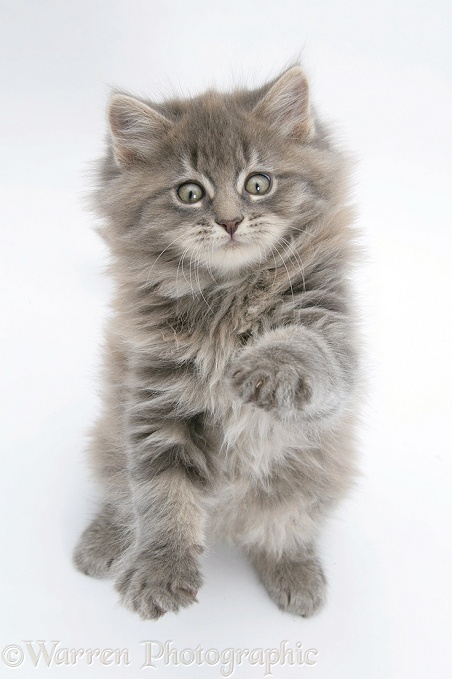 Maine Coon kitten, 8 weeks old, standing up, with paws up, white background