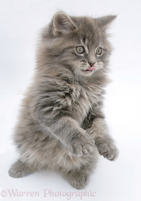 Maine Coon kitten, 8 weeks old, standing up, with paws up, white background