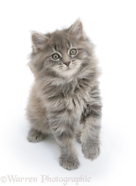 Maine Coon kitten, 8 weeks old, white background