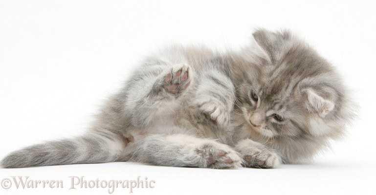 Maine Coon kitten, 7 weeks old, white background