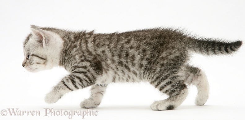 Silver tabby shorthair kitten walking across, white background