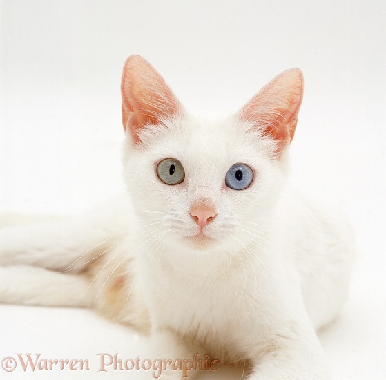 Odd-eyed white Bengal-cross female cat, Lazy Daisy, white background