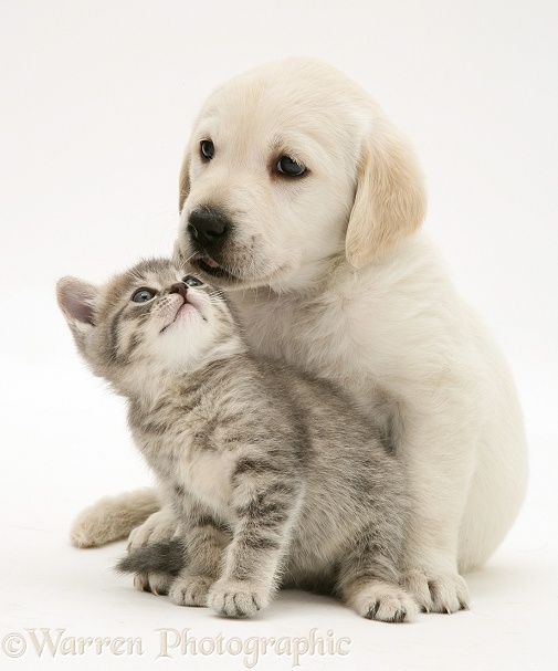 Yellow Goldador Retriever pup with blue tabby kitten, white background