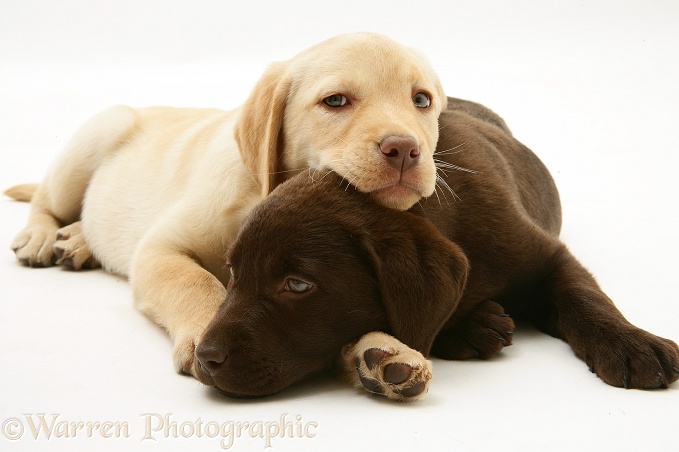 Yellow and Chocolate Retriever pups, white background