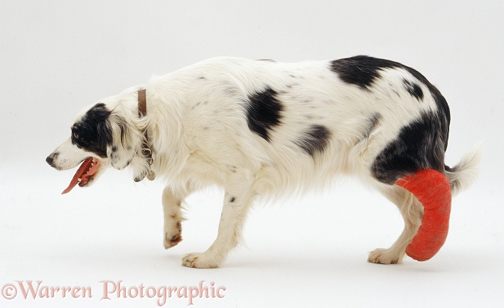 Springer Spaniel x Border Collie dog, Rio, with his leg bandaged, white background