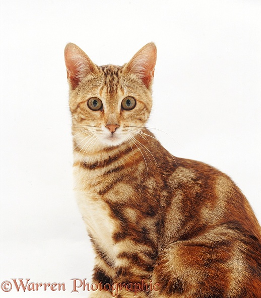 Tabby-tortoiseshell cat, Willow (Guy x Sabrina), white background