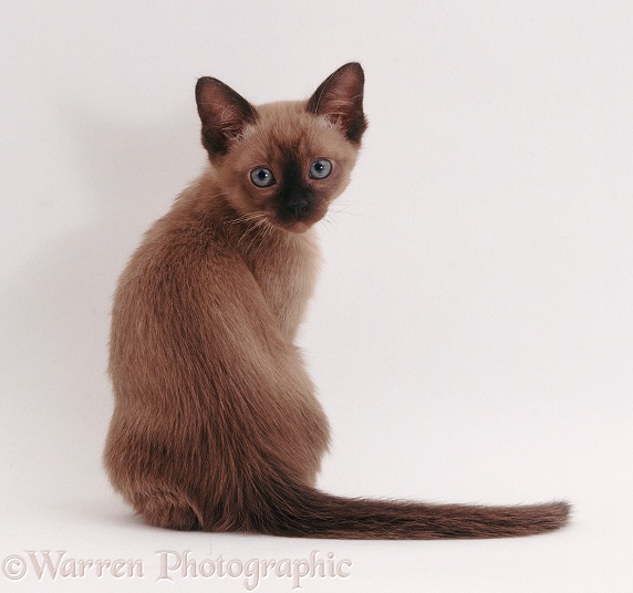 Tonkinese kitten, 8 weeks old, looking over its shoulder, white background