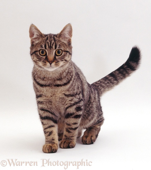 Young tabby female cat, Popocat, white background
